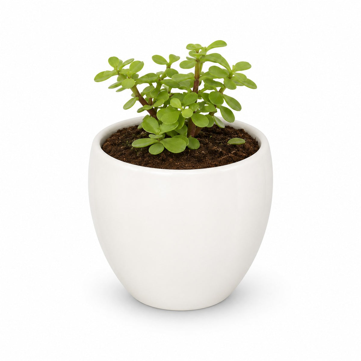 plants-lucky-jade-green-luxe-gift-hamper