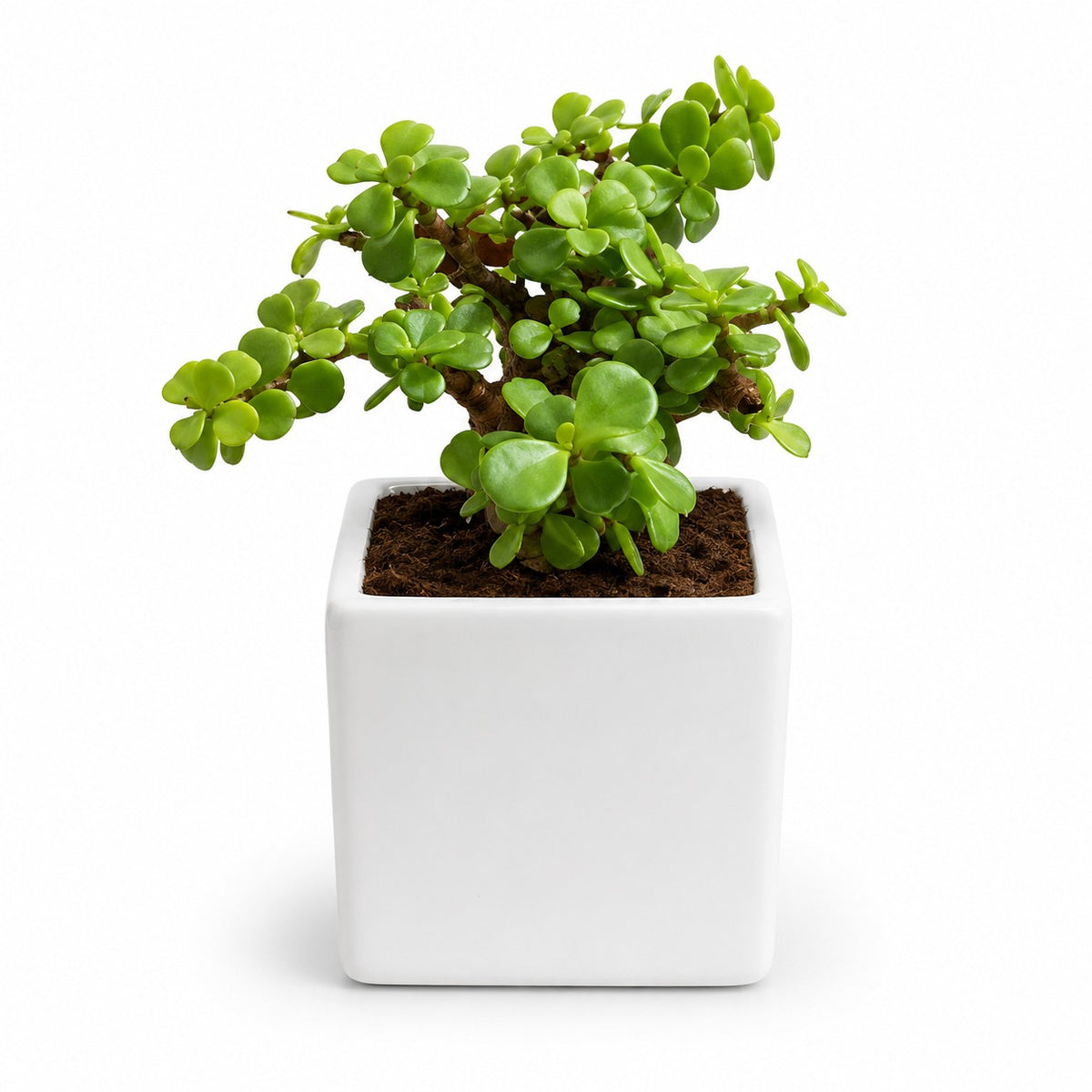 plants-lucky-jade-green-luxe-gift-hamper